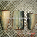 Hgt Frozen Pacific Mackerel Best Brands Chinese Frozen Fish Mackerel hgt For Canned Manufactory